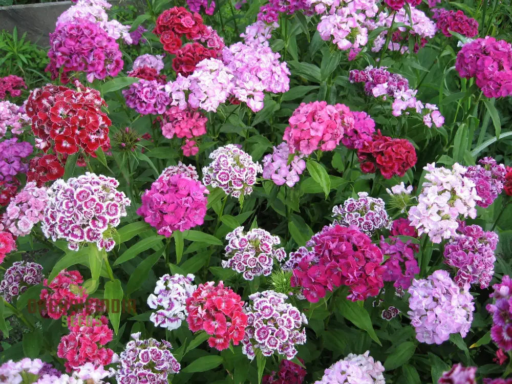 Sweet Williams Seeds - Winter Blooming Dianthus Barbatus Mix For Vibrant Gardening Enthusiasts