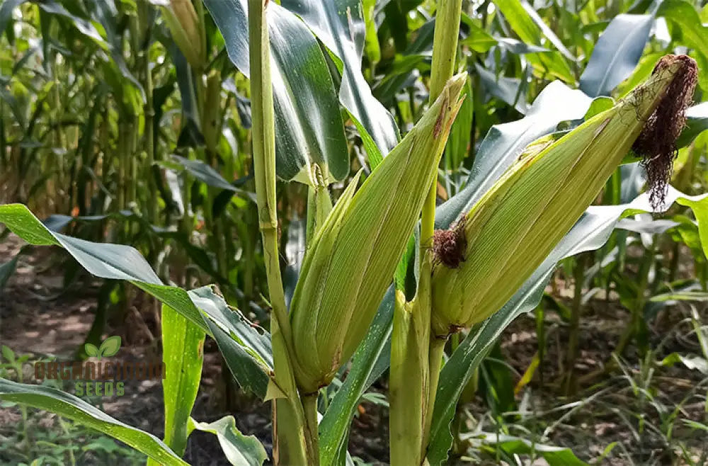 Sweetcorn Fiesta Seeds - Premium Quality For Your Gardening Needs