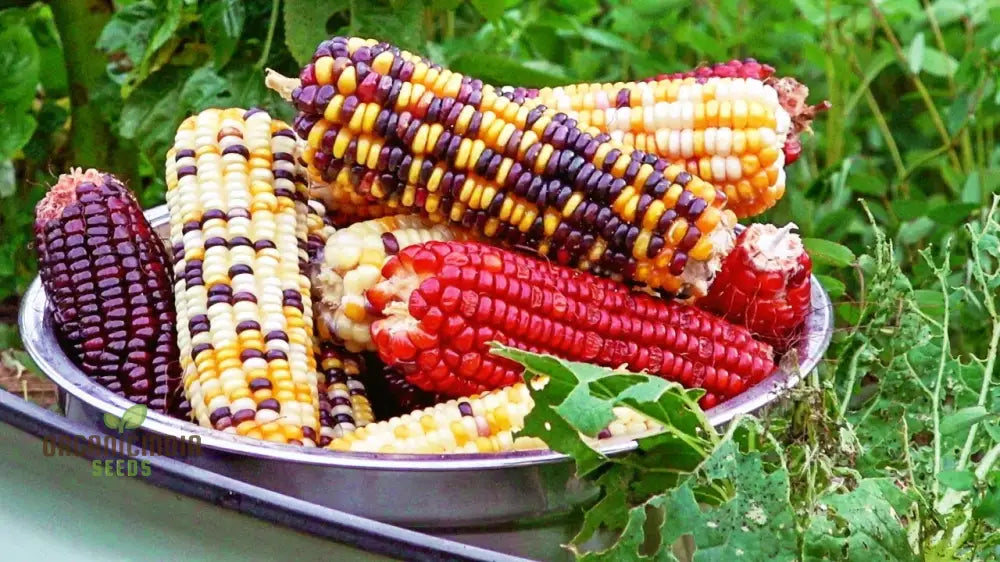 Sweetcorn Fiesta Seeds - Premium Quality For Your Gardening Needs