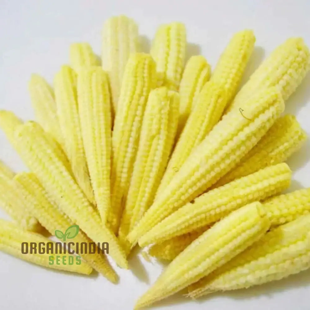 Sweetcorn Minipop Vegetable Seeds Miniature Variety High Yield Perfect For Small Gardens And