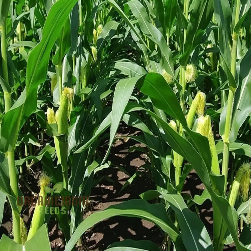 Sweetcorn Minipop Vegetable Seeds Miniature Variety High Yield Perfect For Small Gardens And