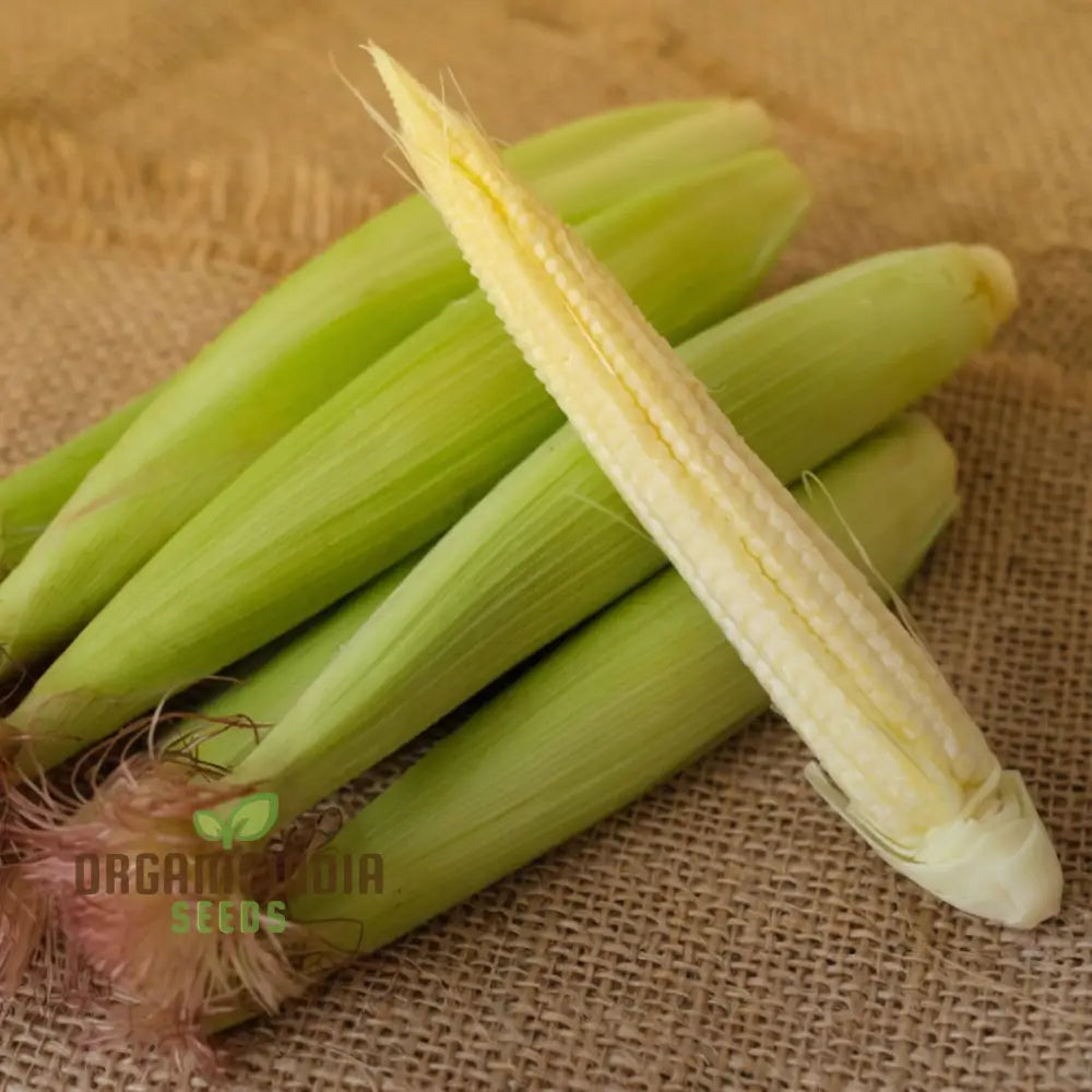 Sweetcorn Minipop Vegetable Seeds Miniature Variety High Yield Perfect For Small Gardens And