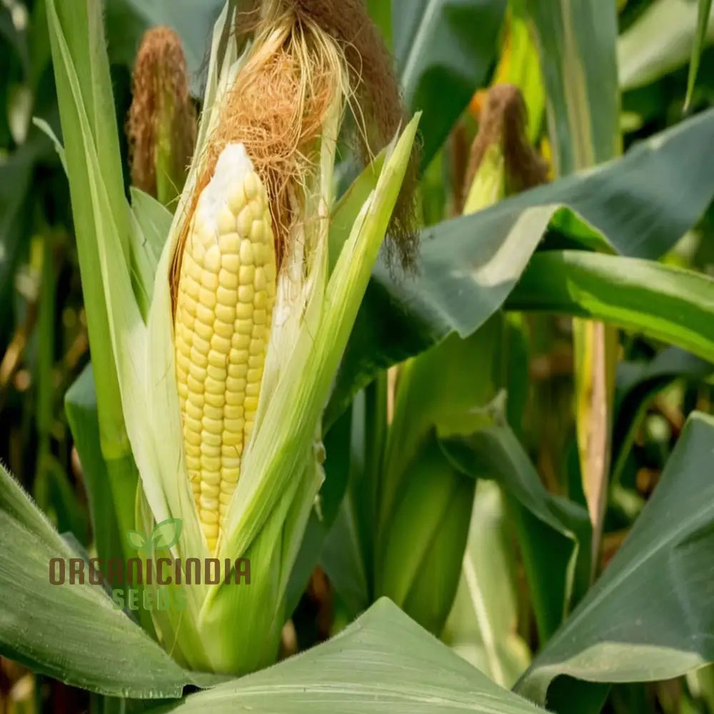 Sweetcorn Moonshine Vegetable Seeds High-Yield Sweet Flavor Perfect For Home Gardens