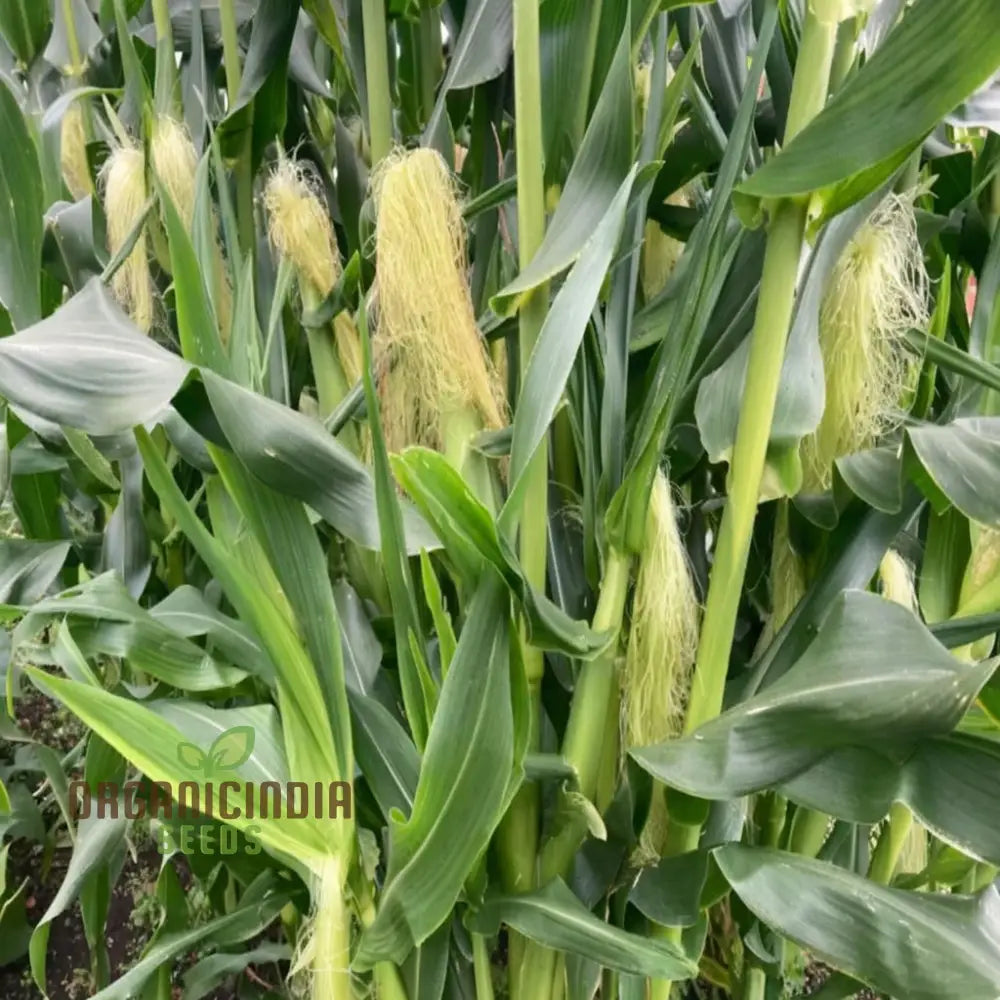 Sweetcorn Moonshine Vegetable Seeds High-Yield Sweet Flavor Perfect For Home Gardens