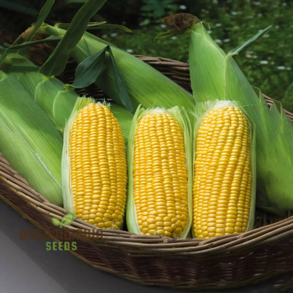 Sweetcorn Moonshine Vegetable Seeds High-Yield Sweet Flavor Perfect For Home Gardens