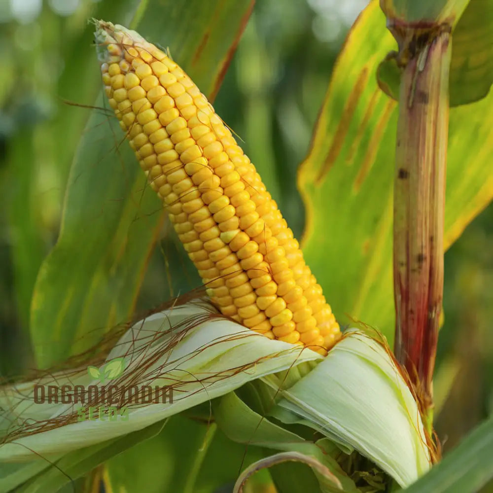 Sweetcorn Moonshine Vegetable Seeds High-Yield Sweet Flavor Perfect For Home Gardens