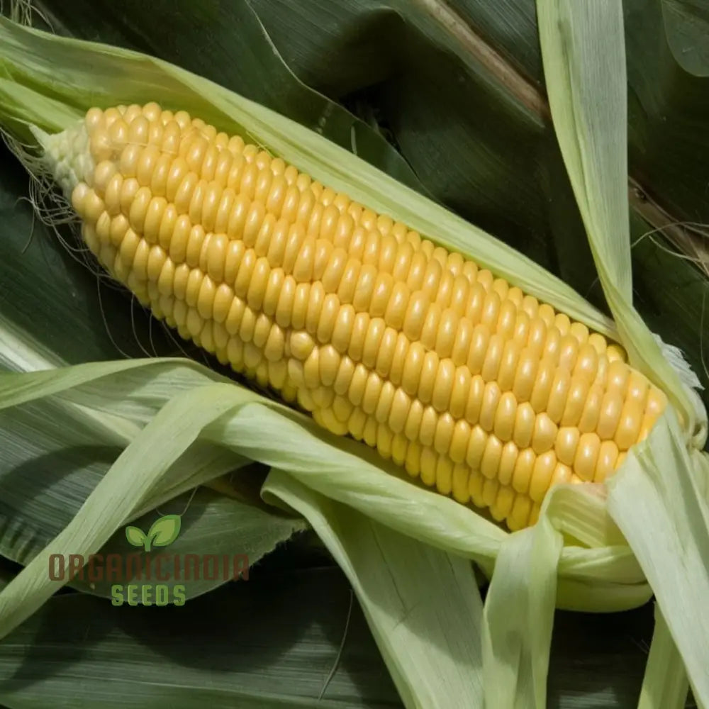 Sweetcorn Seeds - Grow Your Own Juicy And Sweet Corn At Home Vegetable