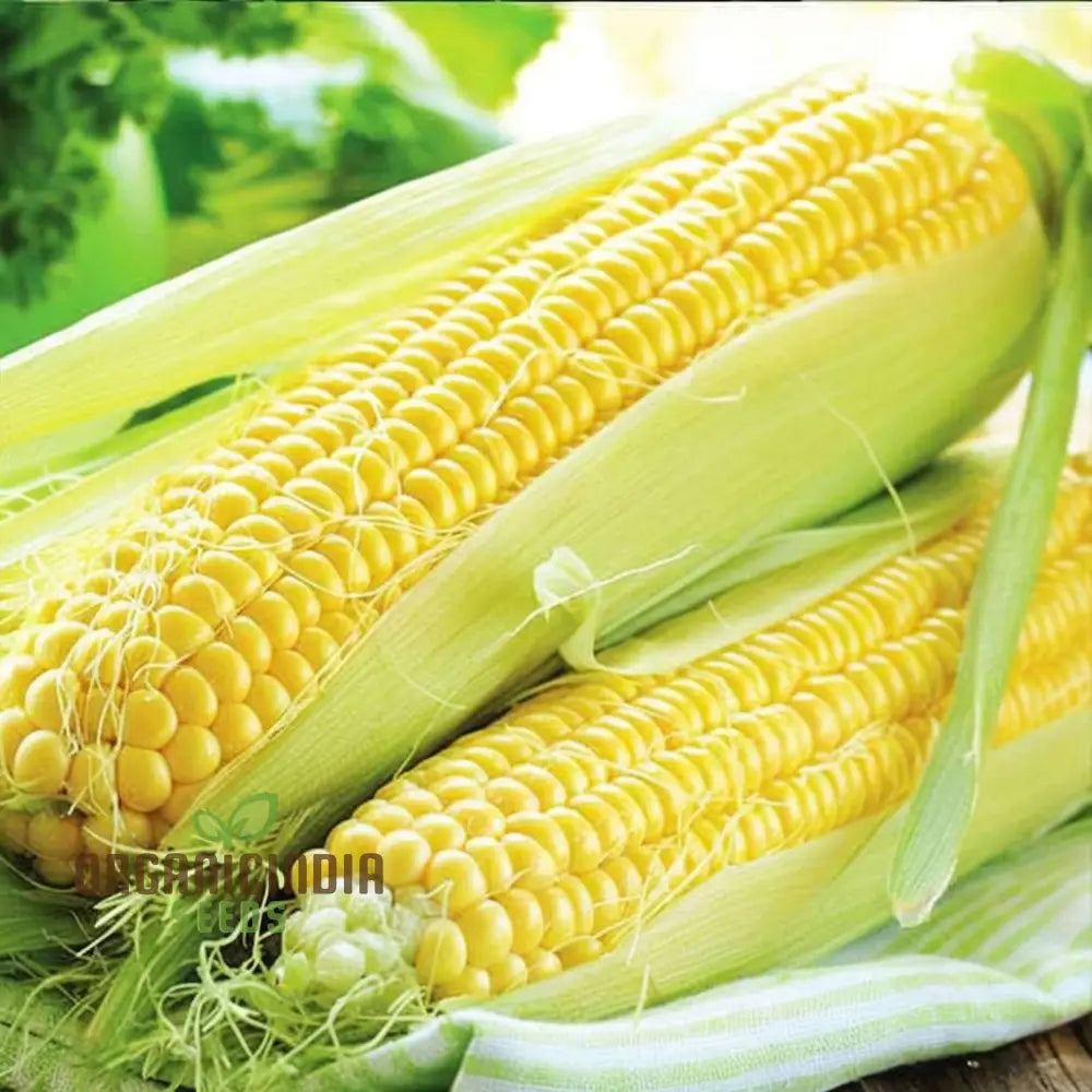 Sweetcorn Seeds - Grow Your Own Juicy And Sweet Corn At Home Vegetable