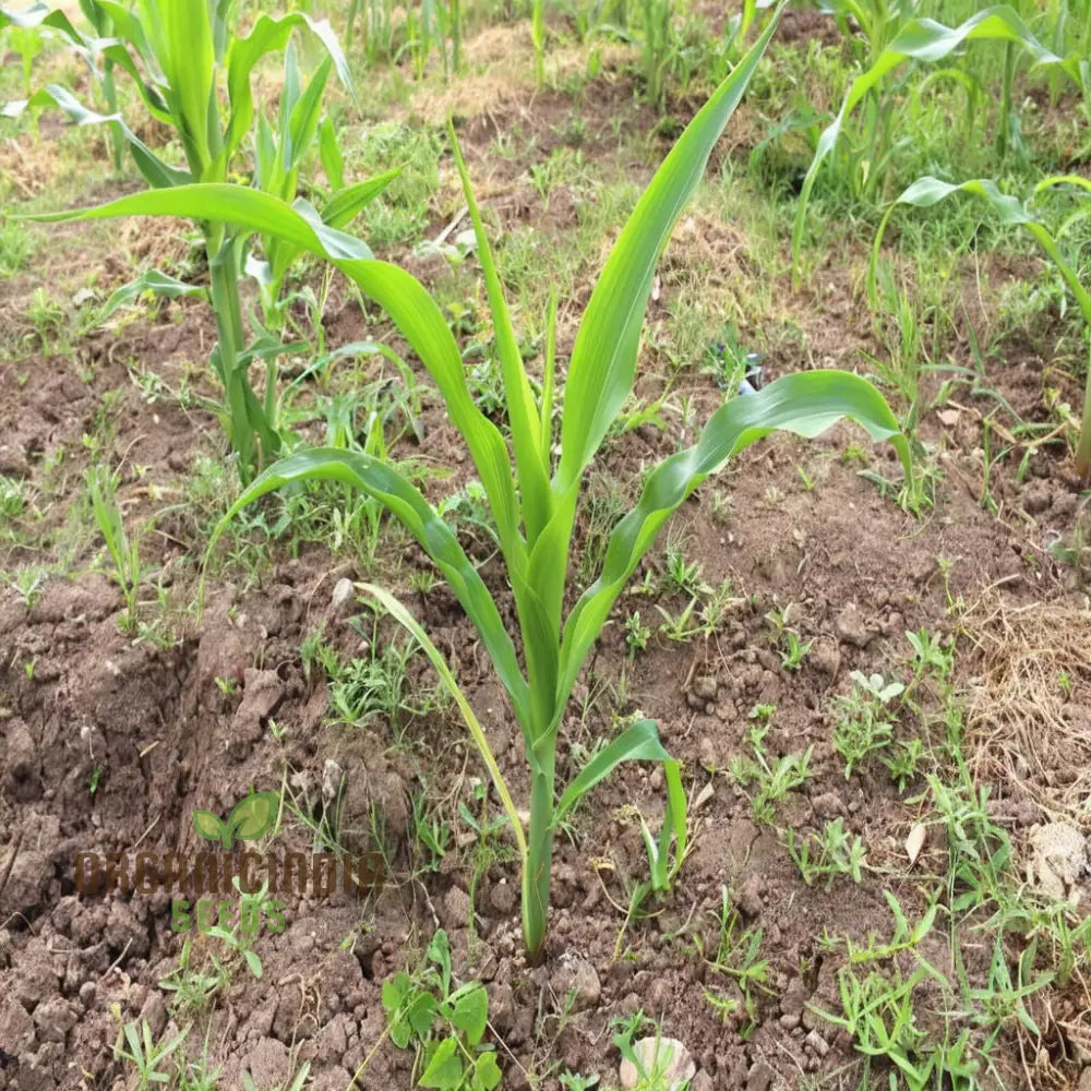 Sweetcorn Shoots Vegetable Seeds Fast-Growing Nutritious Microgreens For Home Gardening