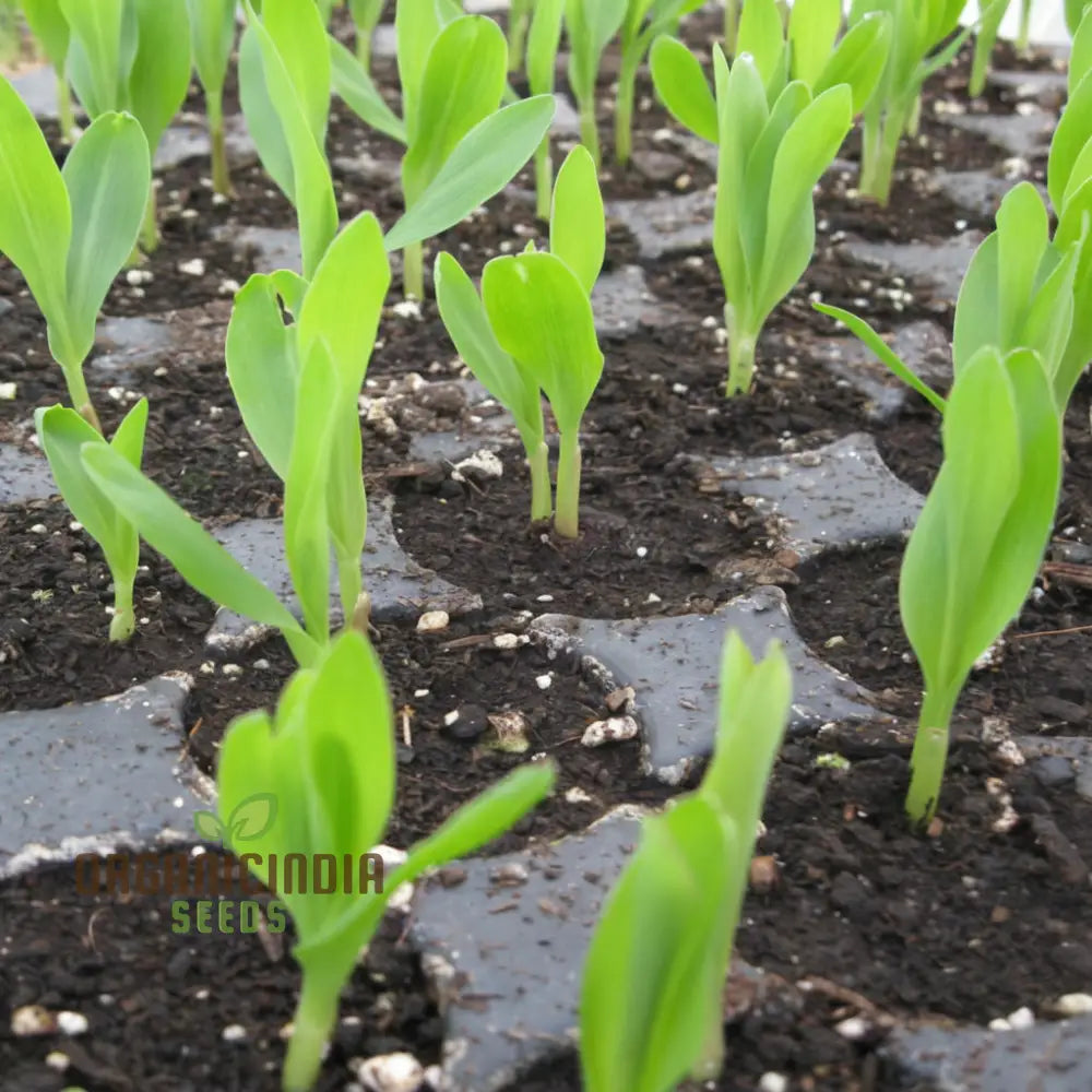 Sweetcorn Shoots Vegetable Seeds Fast-Growing Nutritious Microgreens For Home Gardening