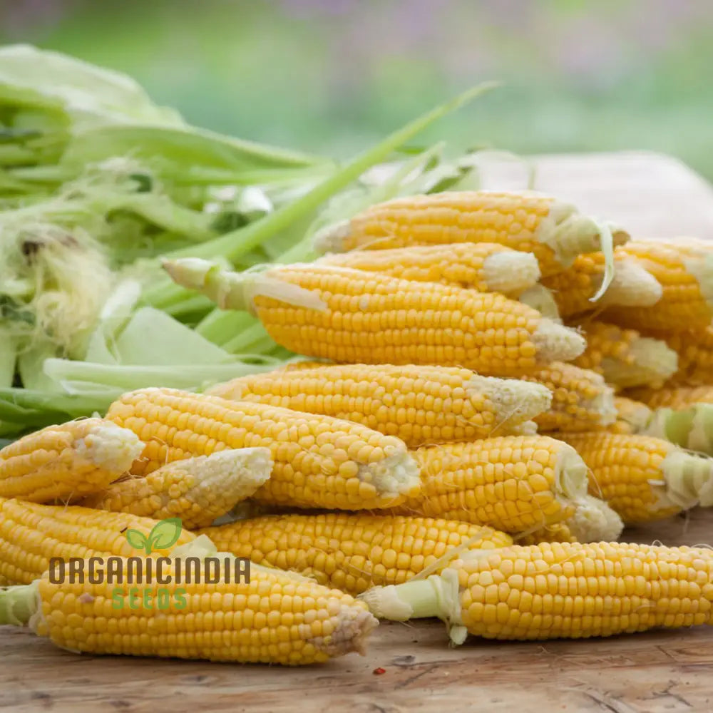 Sweetcorn Swift Vegetable Seeds - Fast Growing High Yield Ideal For Home Gardens