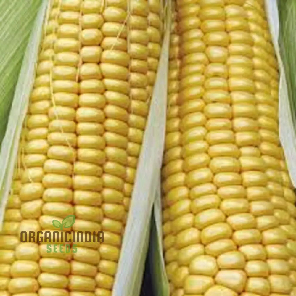 Sweetcorn Swift Vegetable Seeds - Fast Growing High Yield Ideal For Home Gardens