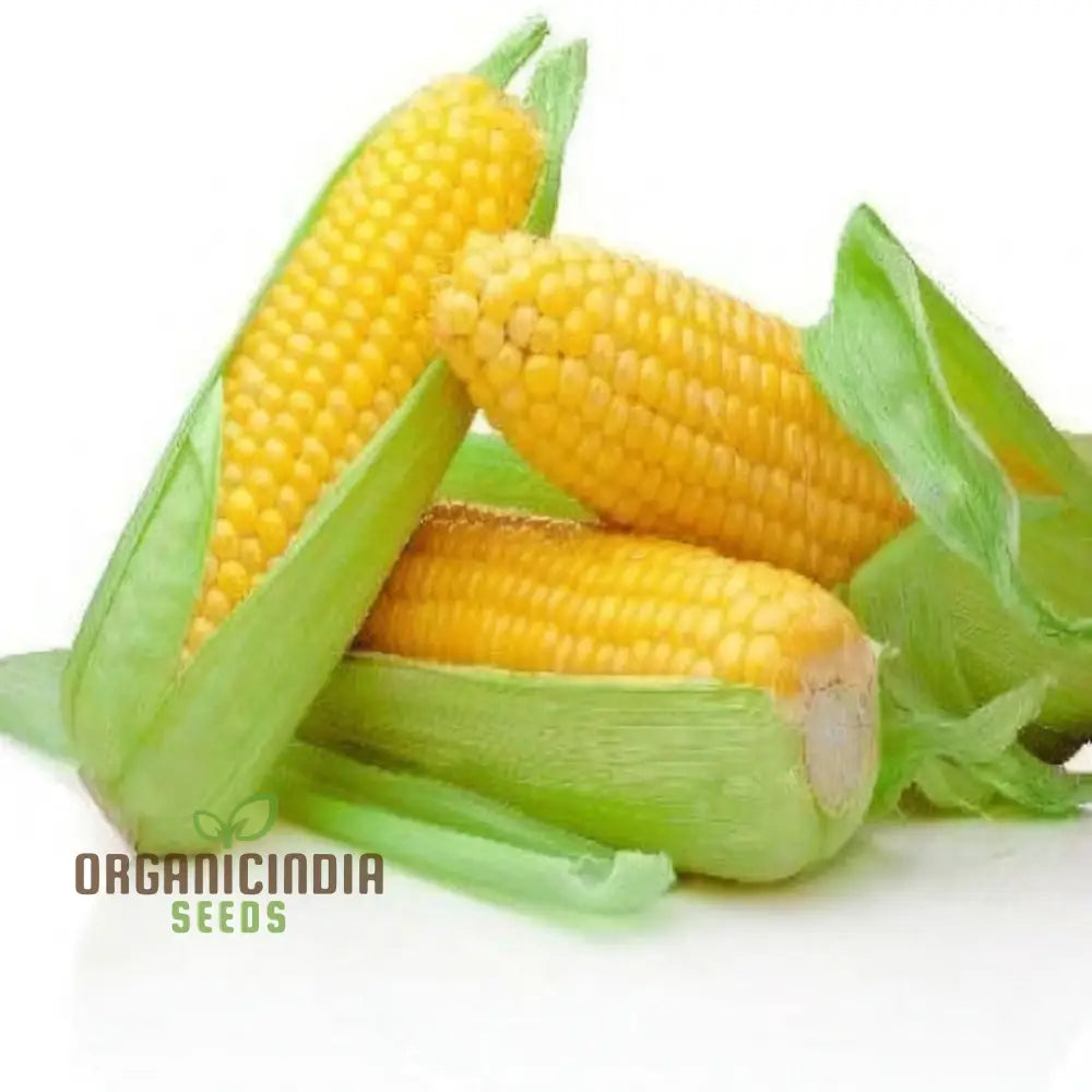 Sweetcorn Swift Vegetable Seeds - Fast Growing High Yield Ideal For Home Gardens