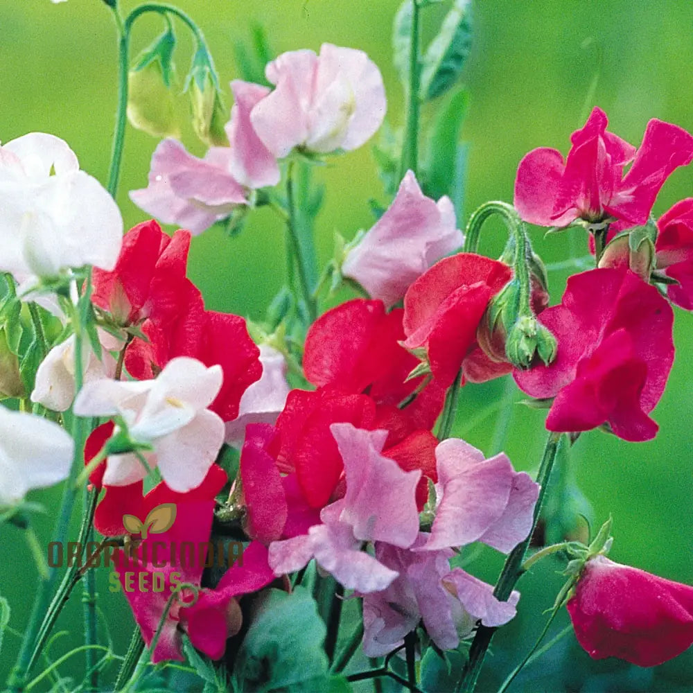 Sweetpea Streamer Mix Seeds For Planting And Gardening Enthusiasts