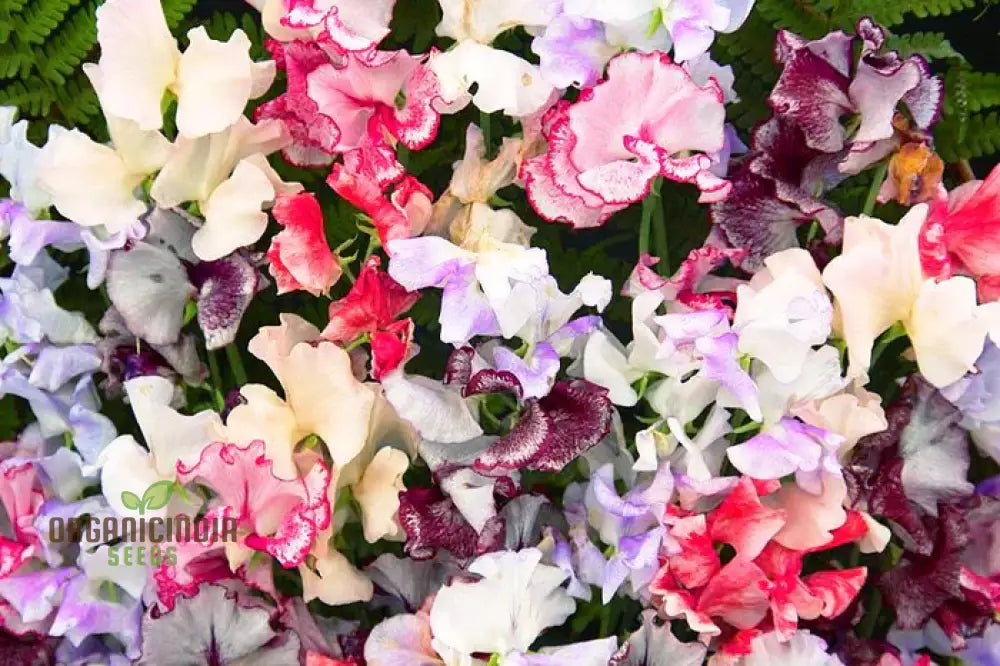 Sweetpea Streamer Mix Seeds For Planting And Gardening Enthusiasts