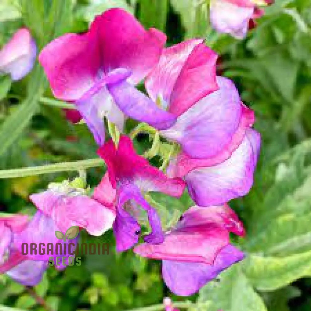 Sweetpea Streamer Mix Seeds For Planting And Gardening Enthusiasts