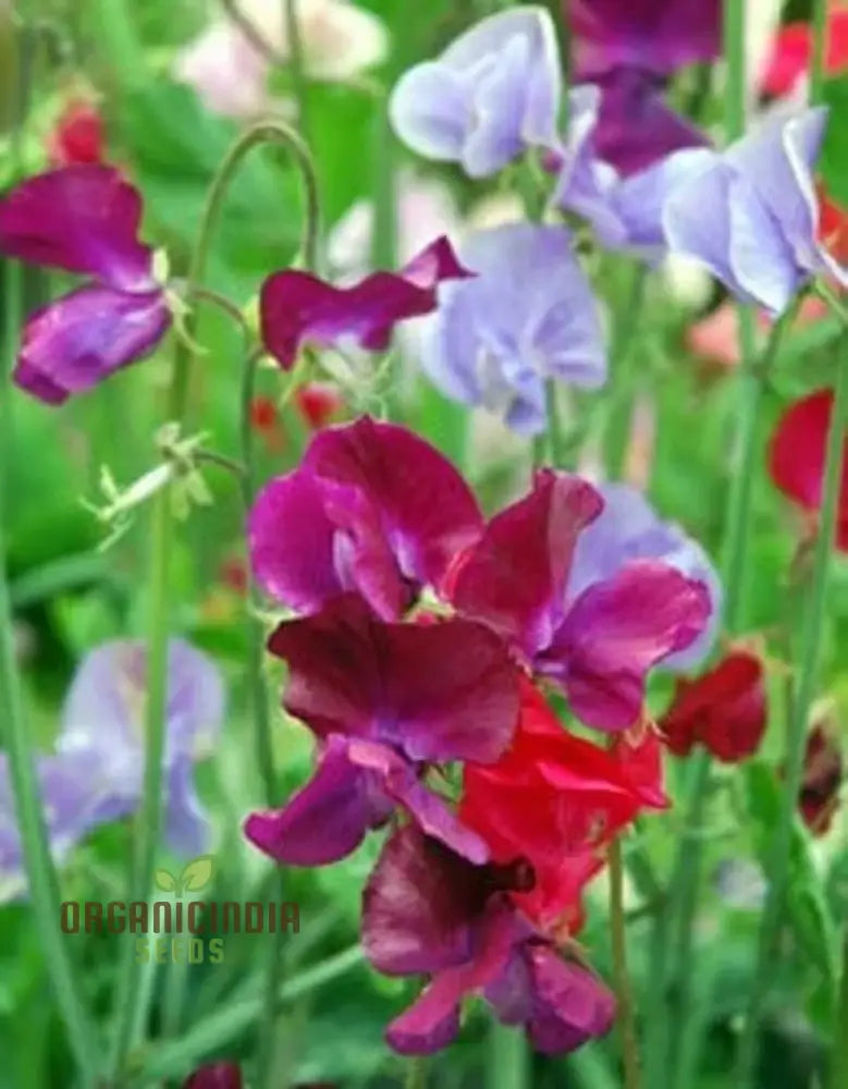 Sweetpea Streamer Mix Seeds For Planting And Gardening Enthusiasts