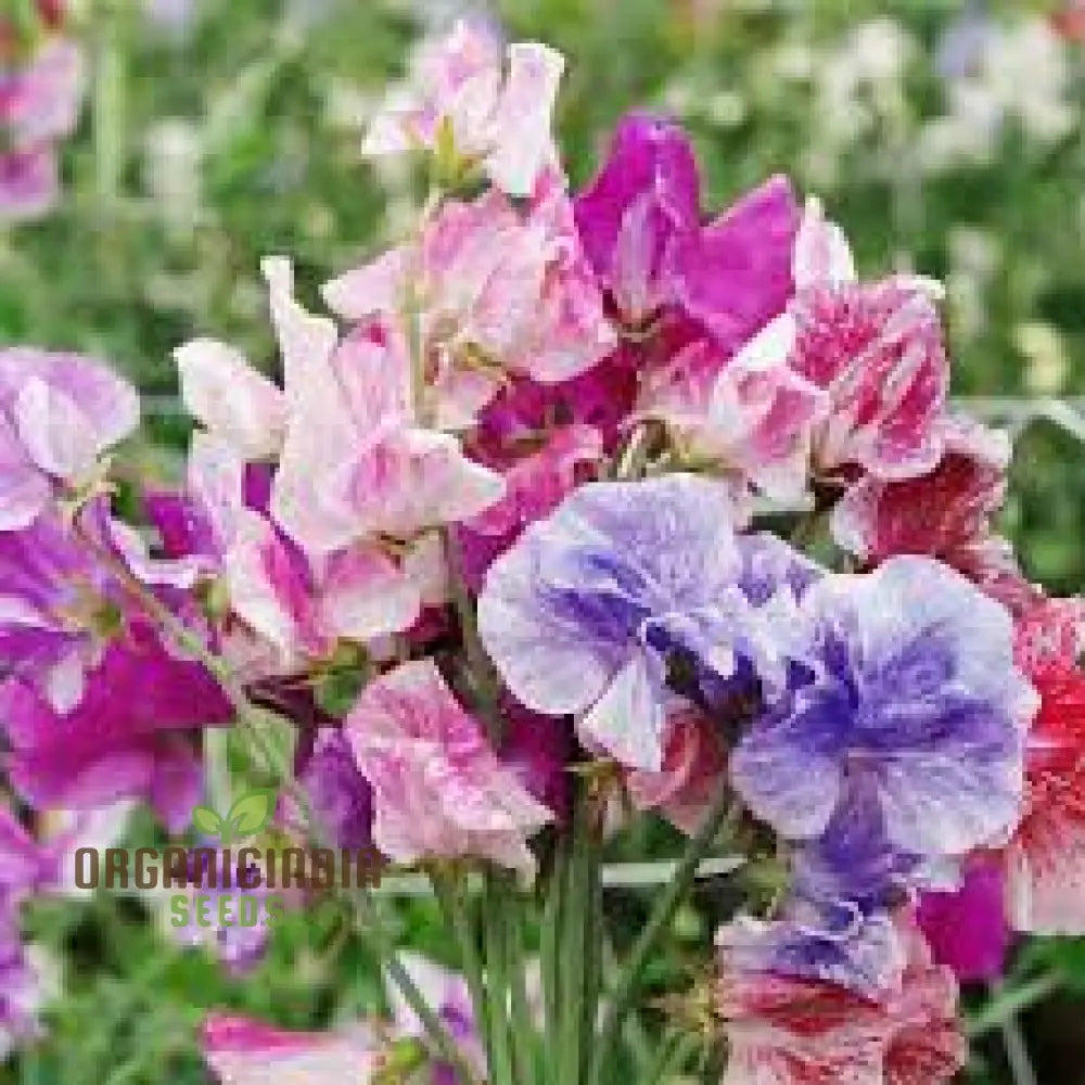 Sweetpea Streamer Mix Seeds For Planting And Gardening Enthusiasts