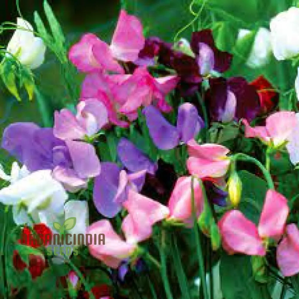 Sweetpea Streamer Mix Seeds For Planting And Gardening Enthusiasts