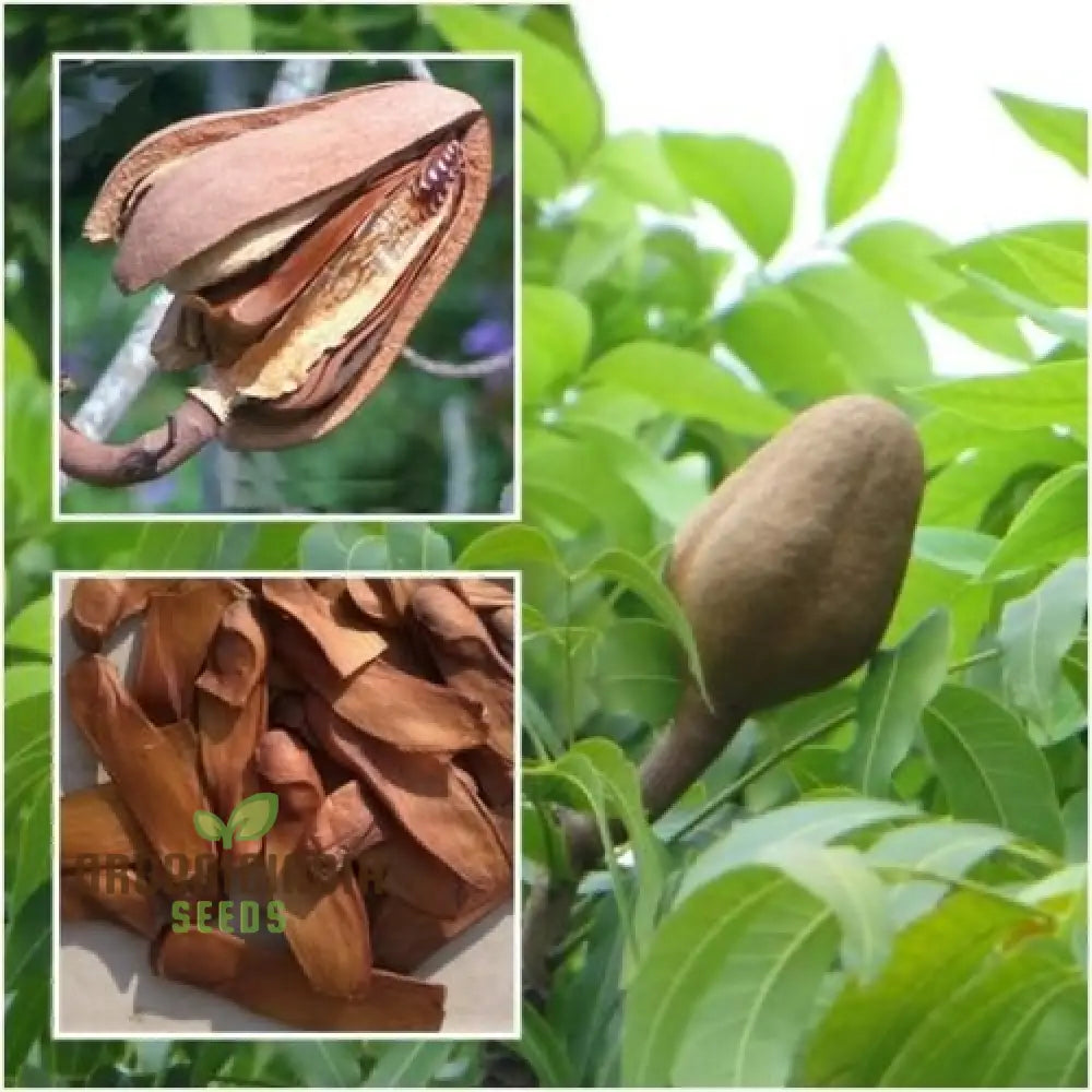 Swietenia Macrophylla Seeds – Elevate Your Gardening With The Grandeur Of Tropical Trees And