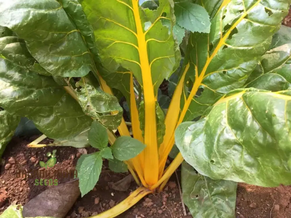 Swiss Chard Bright Yellow Vegetable Seeds For Planting | High-Quality Vibrant Garden