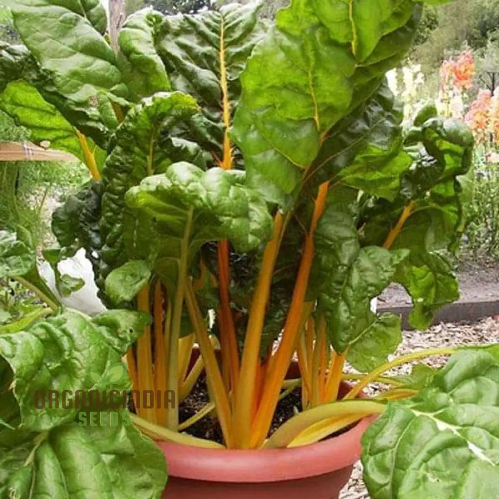 Swiss Chard Bright Yellow Vegetable Seeds For Planting | High-Quality Vibrant Garden