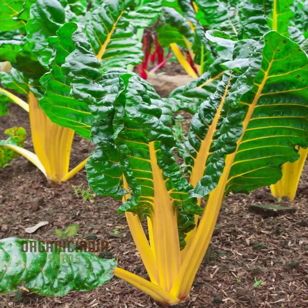 Swiss Chard Bright Yellow Vegetable Seeds For Planting | High-Quality Vibrant Garden