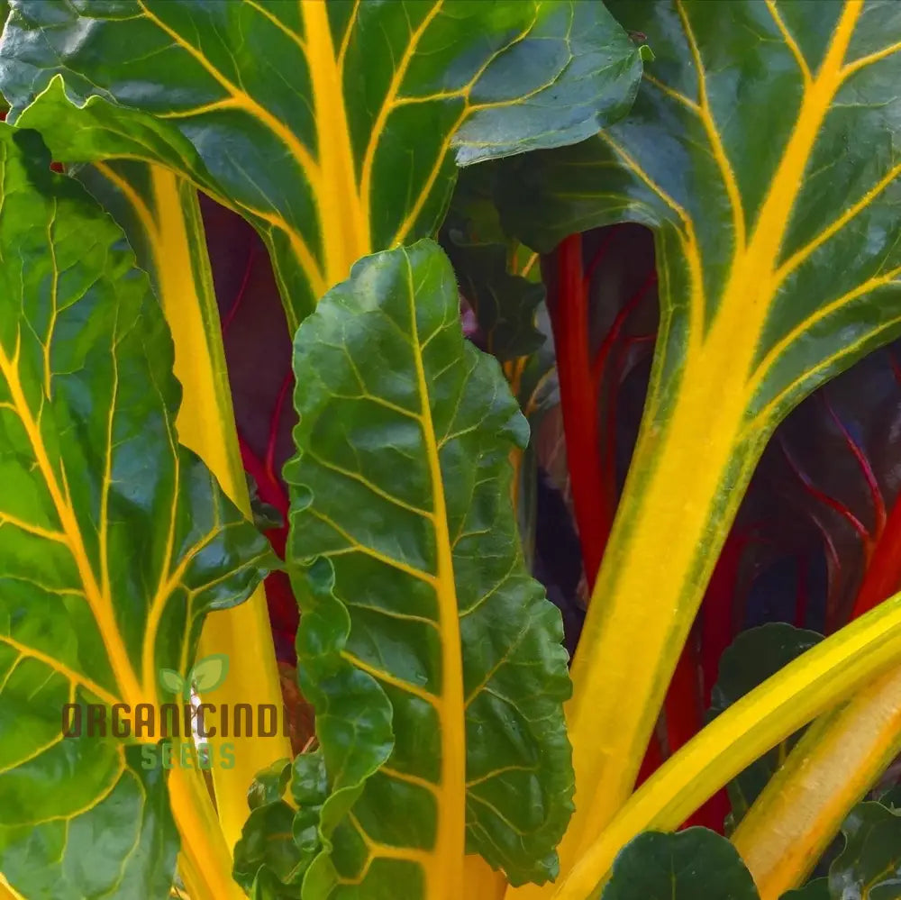 Swiss Chard Bright Yellow Vegetable Seeds For Planting | High-Quality Vibrant Garden