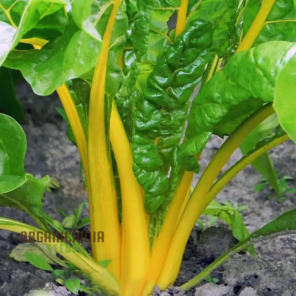 Swiss Chard Bright Yellow Vegetable Seeds For Planting | High-Quality Vibrant Garden