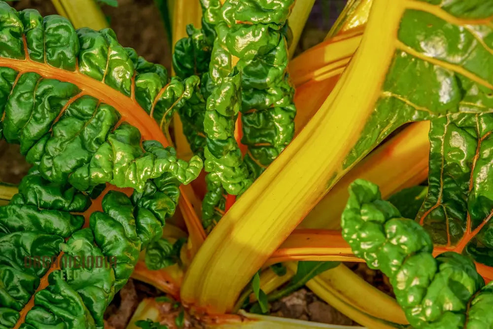 Swiss Chard Bright Yellow Vegetable Seeds For Planting | High-Quality Vibrant Garden