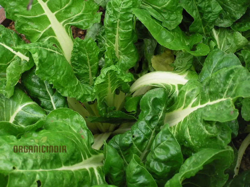 Swiss Chard Fordhook Giant Seeds For Planting Your Garden | Buy Online