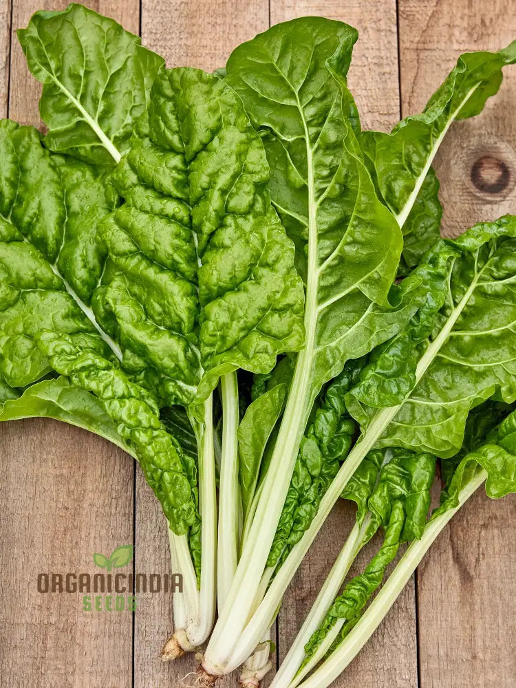 Swiss Chard Fordhook Giant Seeds For Planting Your Garden | Buy Online