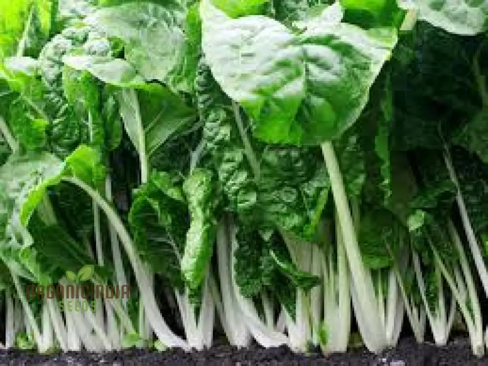 Swiss Chard Fordhook Giant Seeds For Planting Your Garden | Buy Online