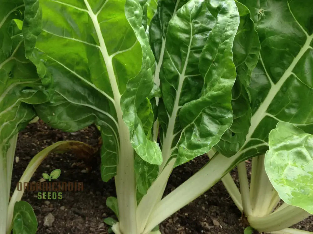 Swiss Chard Fordhook Giant Seeds For Planting Your Garden | Buy Online