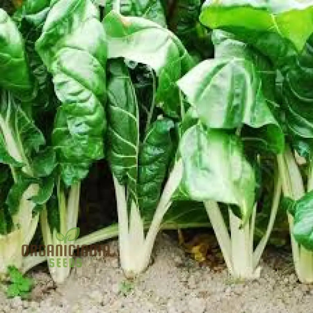 Swiss Chard Fordhook Giant Seeds For Planting Your Garden | Buy Online