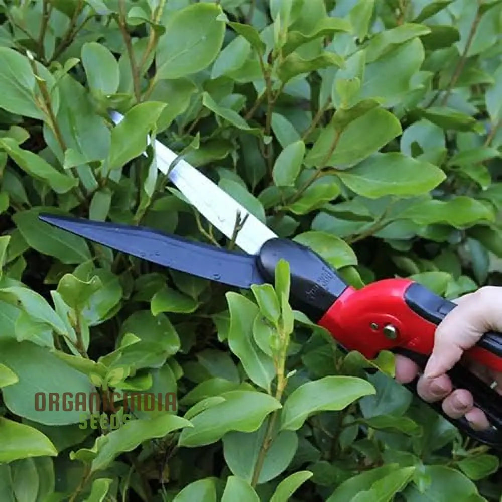 Swivel Action Grass Shear By Organicindiaseeds Garden Shears