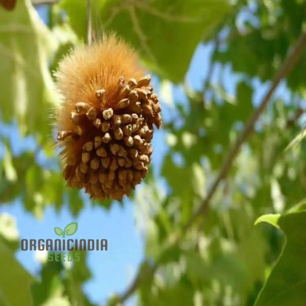 Sycamore Flower Seeds - Cultivate Majestic Trees For Stunning Garden Beauty Premium Sustainable