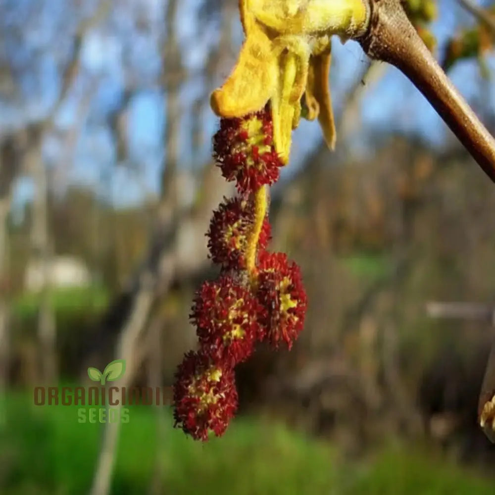 Sycamore Flower Seeds - Cultivate Majestic Trees For Stunning Garden Beauty Premium Sustainable