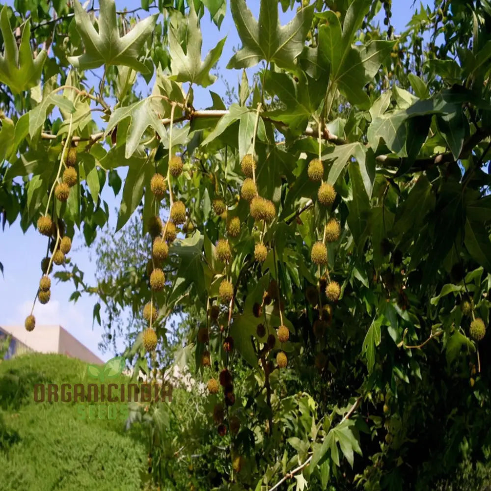 Sycamore Seeds – Elevate Your Gardening With Stately Long-Lasting Beauty And Shade Plant