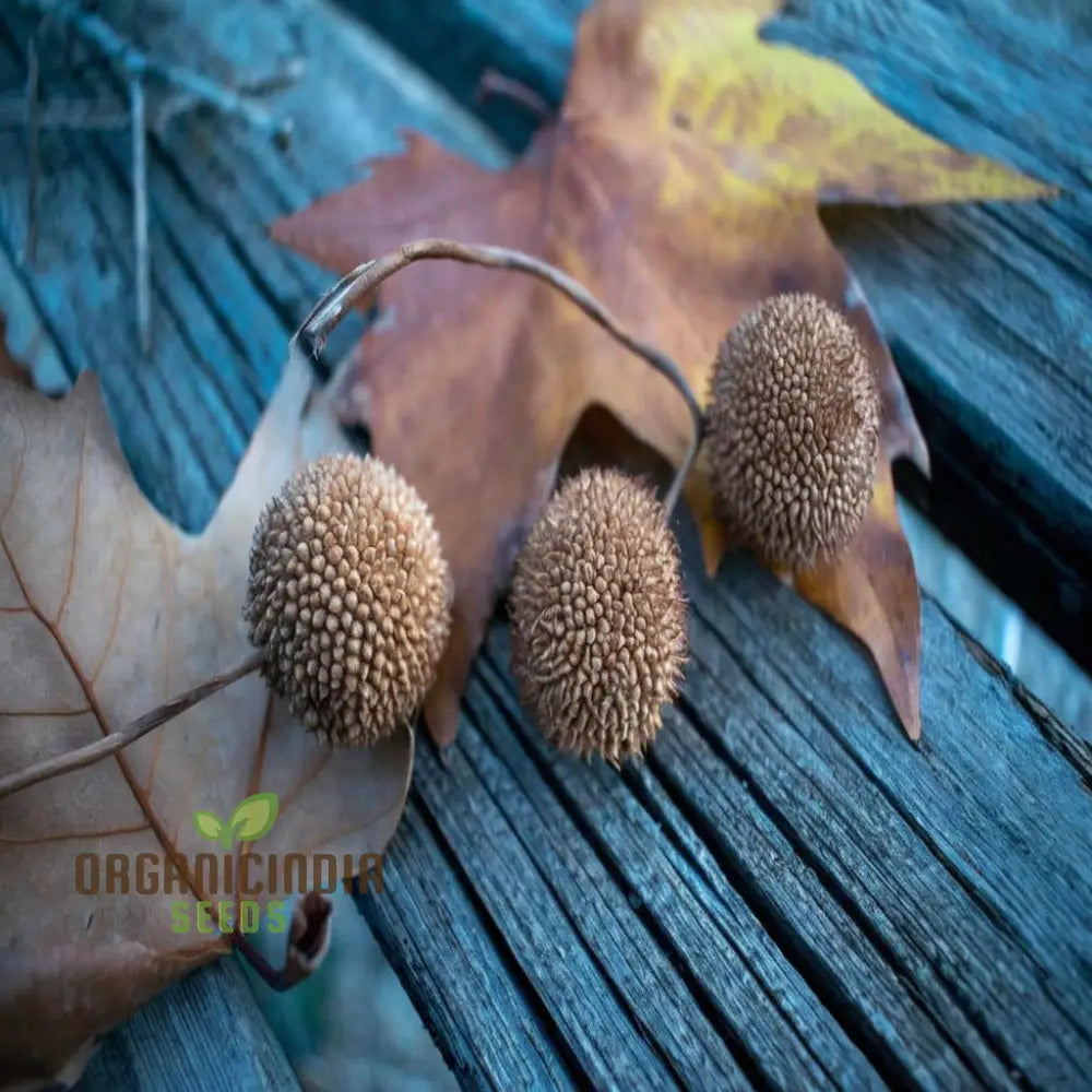 Sycamore Seeds – Elevate Your Gardening With Stately Long-Lasting Beauty And Shade Plant