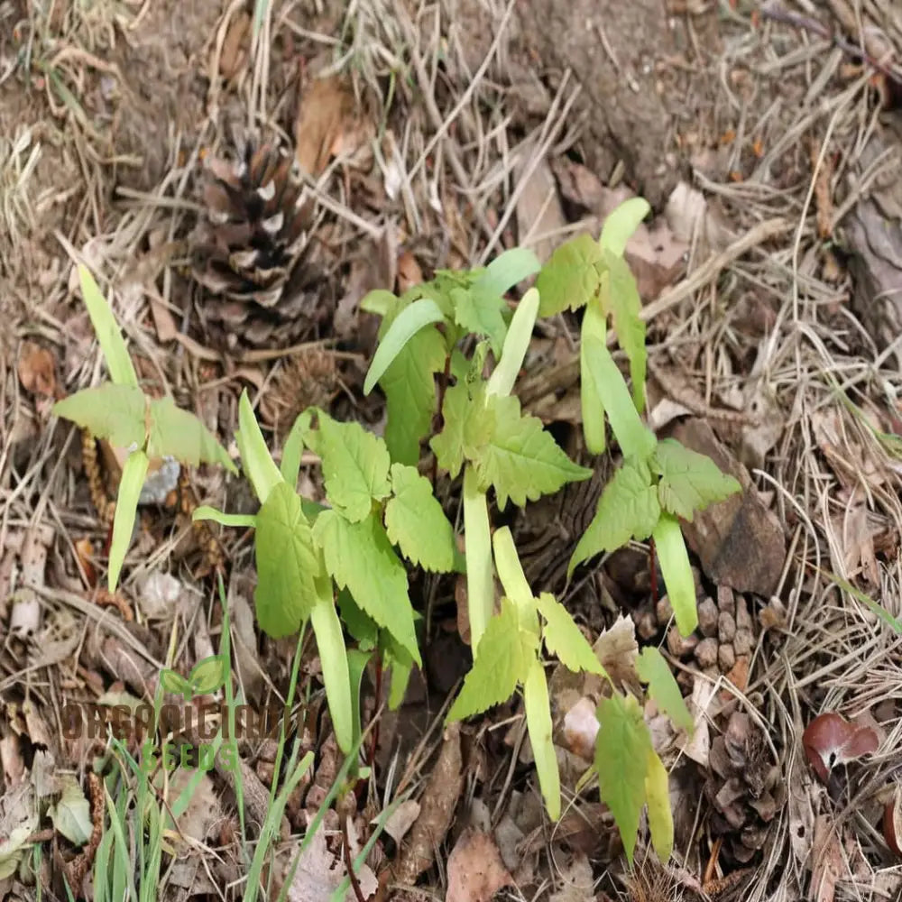 Sycamore Seeds – Elevate Your Gardening With Stately Long-Lasting Beauty And Shade Plant