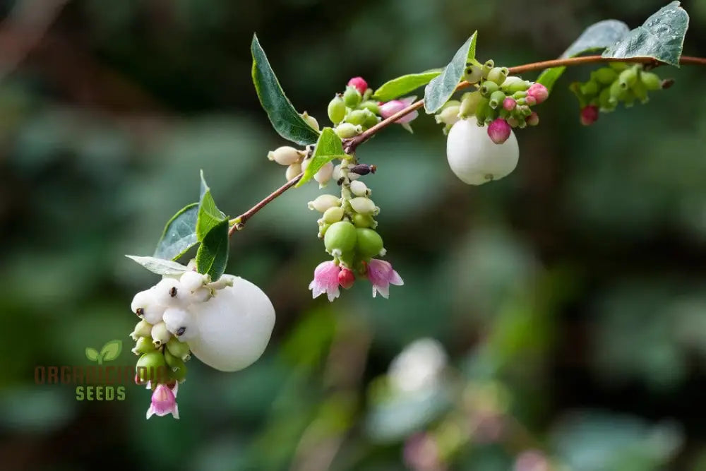 Symphoricarpos Albus Seeds – Elevate Your Gardening Experience With Hardy Ornamental Shrubs!