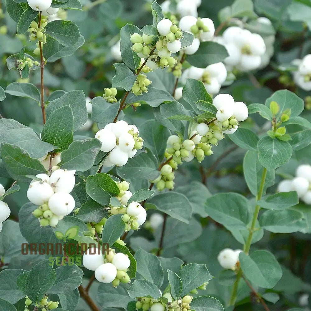 Symphoricarpos Albus Seeds – Elevate Your Gardening Experience With Hardy Ornamental Shrubs!