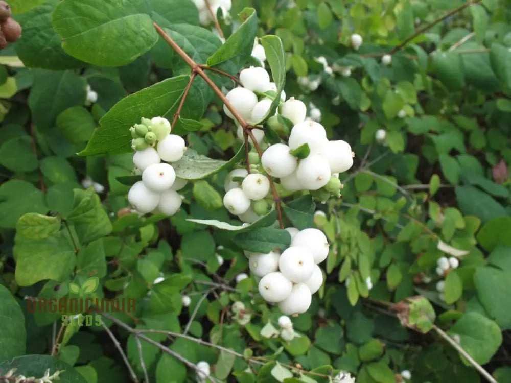 Symphoricarpos Albus Seeds – Elevate Your Gardening Experience With Hardy Ornamental Shrubs!