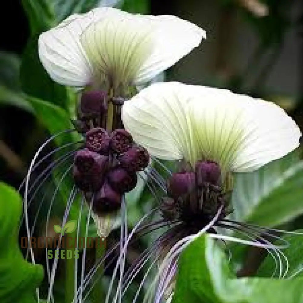 Tacca Chantrieri ’Nivea’ Seeds – Elevate Your Gardening Experience With Unique Stunning Blooms!