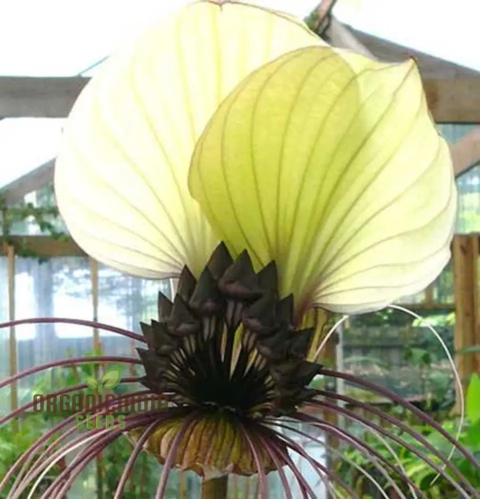 Tacca Chantrieri ’Nivea’ Seeds – Elevate Your Gardening Experience With Unique Stunning Blooms!