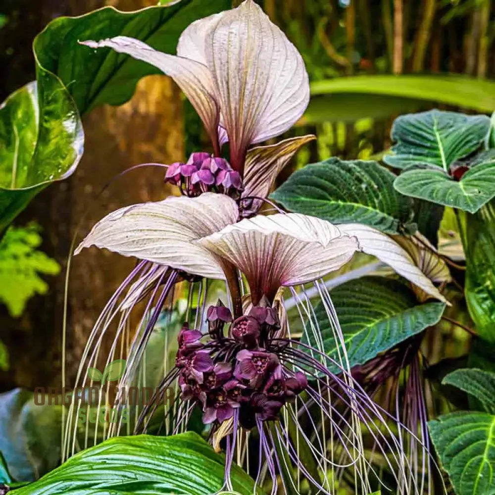 Tacca Chantrieri ’Nivea’ Seeds – Elevate Your Gardening Experience With Unique Stunning Blooms!