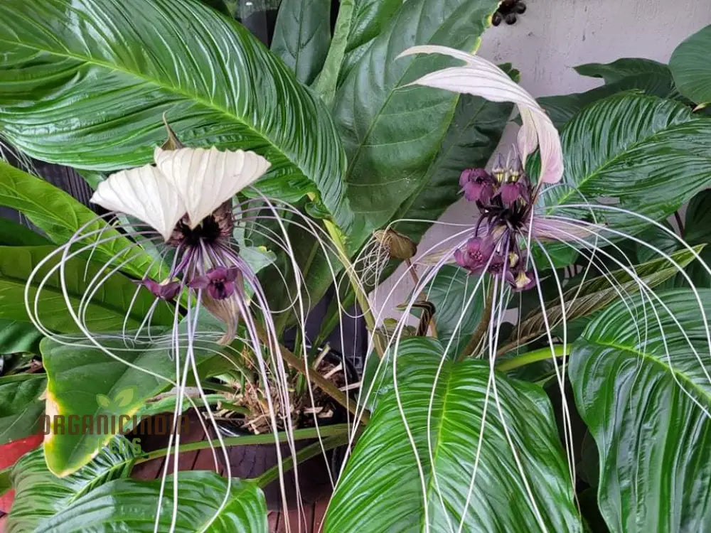 Tacca Chantrieri ’Nivea’ Seeds – Elevate Your Gardening Experience With Unique Stunning Blooms!