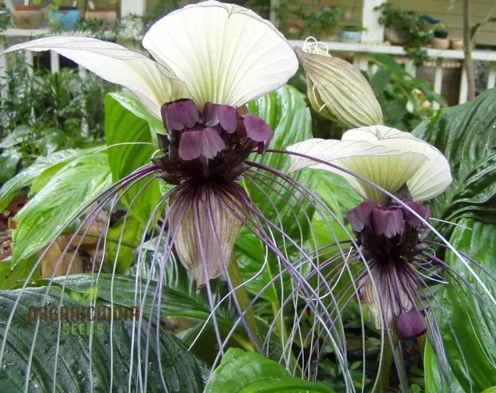 Tacca Chantrieri ’Nivea’ Seeds – Elevate Your Gardening Experience With Unique Stunning Blooms!