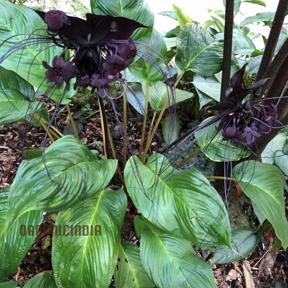 Tacca Chantrieri Seeds – Elevate Your Gardening With Unique Stunning Blooms!